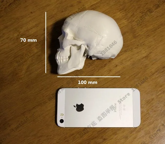 Mažosios Plastikos Kaukolė Žmogaus Anatomijos Anatomija Galvos Eskizų Piešimo Modelis Tapybos Mokymo Priemonė Jums Pasirinkti Kiekis
