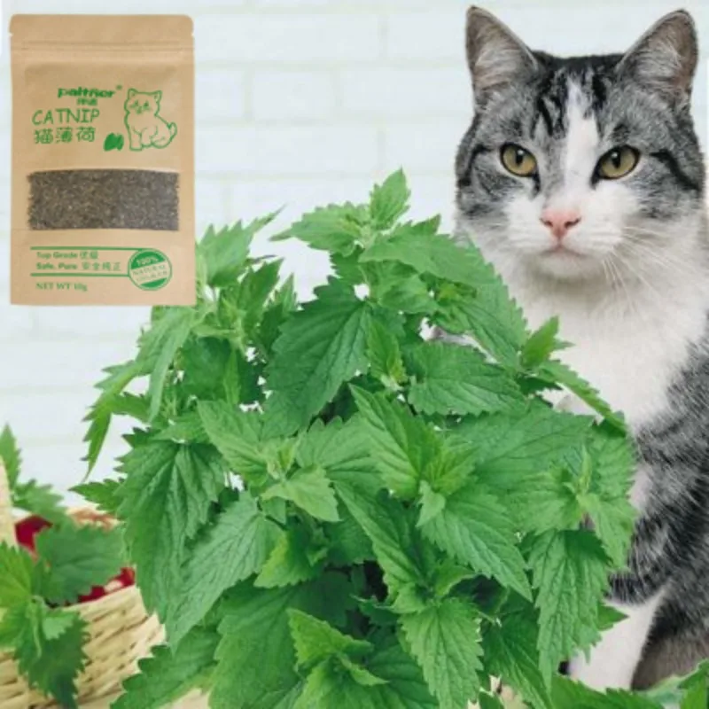 Naminių gyvūnų Prekių Mentolio Skonio Funny Cat Žaislai, Ekologiški, Natūralus Premium Katžolių Žolė 10g Sveikatos Saugus Pet products Dropshipping