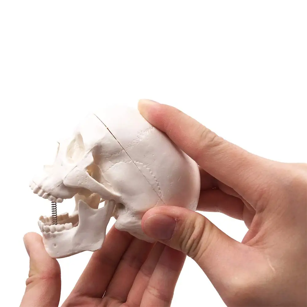 Mažosios Plastikos Kaukolė Žmogaus Anatomijos Anatomija Galvos Eskizų Piešimo Modelis Tapybos Mokymo Priemonė Jums Pasirinkti Kiekis