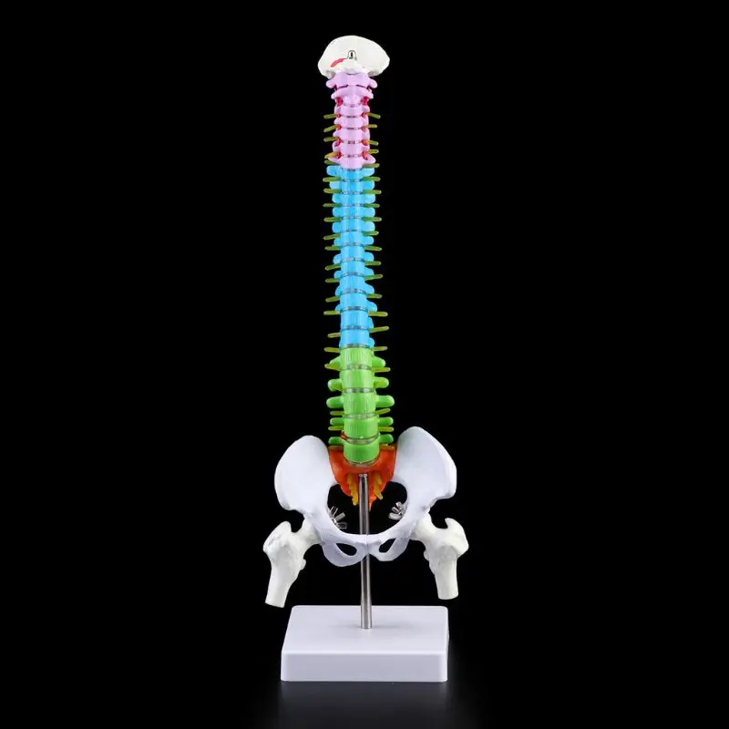 45cm Nuimamas Žmogaus Stuburo Modelis Stuburo, Stuburo Juosmens Kreivė Medicinos Anatomijos Mokymo Priemonė