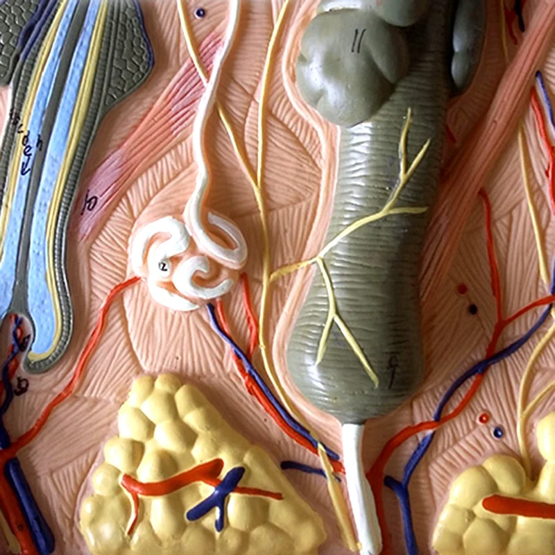 Odos Modelis,Odos ir Plaukų Struktūrą, Padidinti Modelis Anatomijos Modelis Anatomijos Mokslo Klasėje Tyrimo Ekranas Mokymo Medicinos