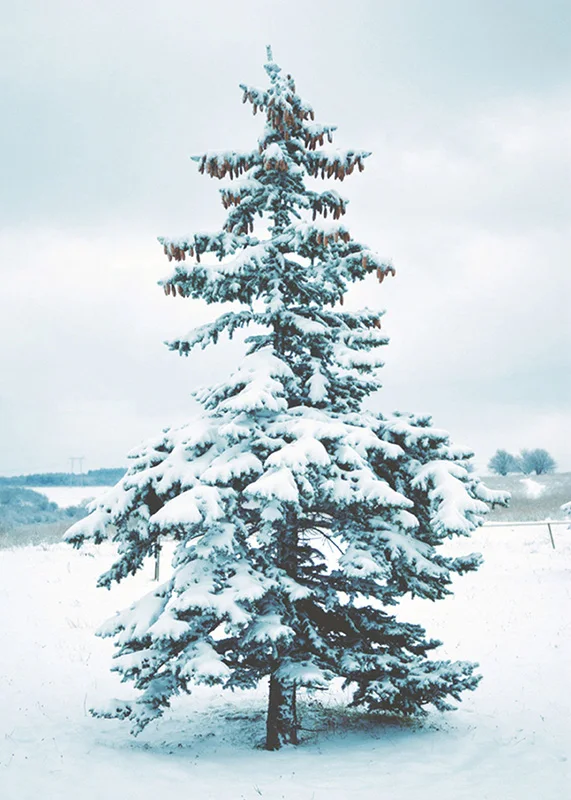 Žiemos Miško Briedis Kalėdų Sienos Meno Dekoras Drobė, Tapyba Šiaurės Modernios Spausdinimo Sniego Medis Plakatai Estetinį Kambario Dekoro