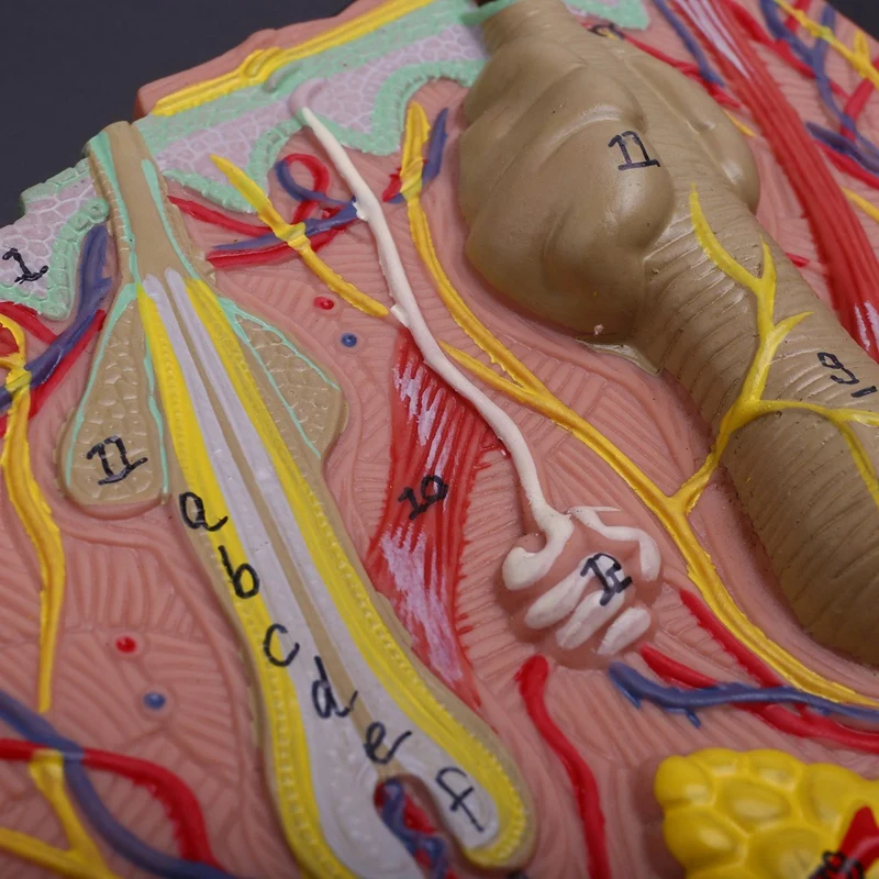 Odos Modelis,Odos ir Plaukų Struktūrą, Padidinti Modelis Anatomijos Modelis Anatomijos Mokslo Clroom Studijų Ekranas Mokymo Modelį